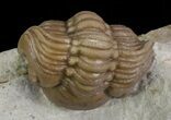 Bargain, Enrolled Lochovella (Reedops) Trilobite - Oklahoma #68619-2